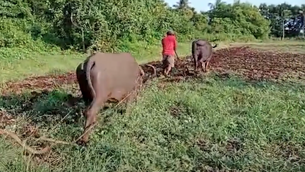Philippines-Planting