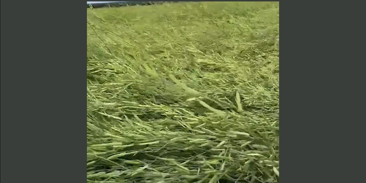 Uruguay-Brassica Carinata