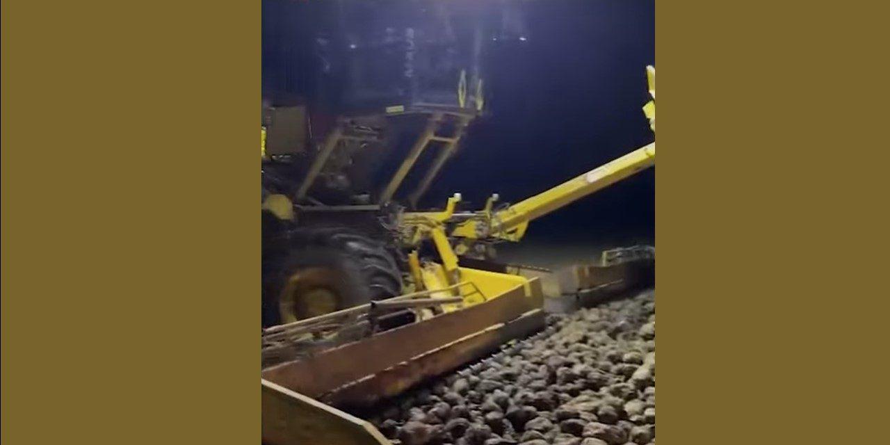 Germany-Sugar Beets
