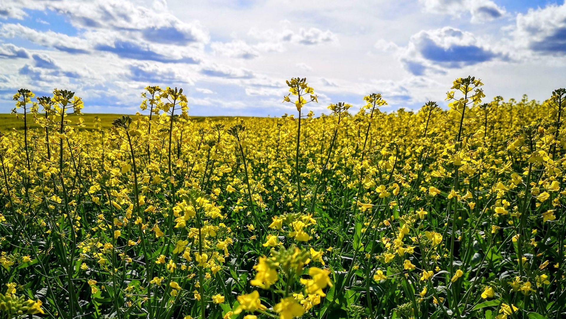 When Policy Becomes a Farmer’s Biggest Threat