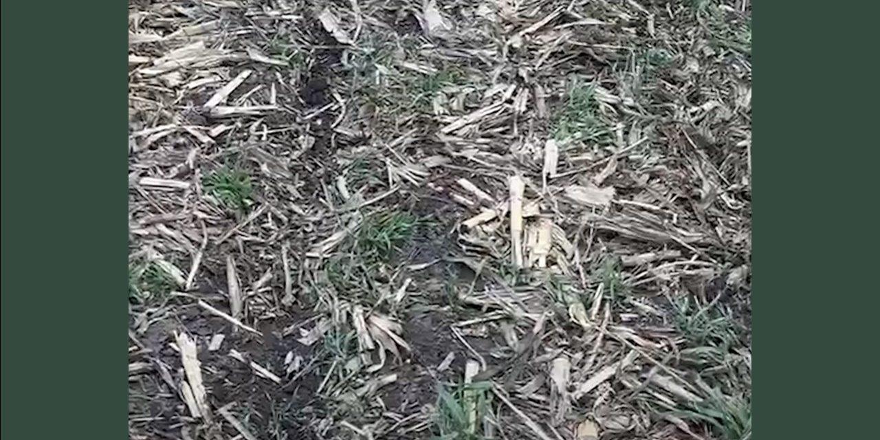 USA-Seed Bed Preparation for No Till Crops