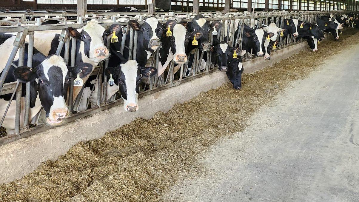 Sharing My Farm’s Milk Facts is a Delight!